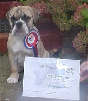 A large headed, extra skinned, tan with white and black Victorian Bulldog puppy is sitting outside in front of a staircase, it is wearing a red, white and blue ribbon. There is an award sitting in front of the puppy.